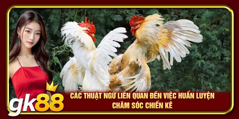 Các thuật ngữ liên quan đến việc huấn luyện chăm sóc chiến kê