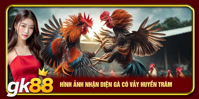Hình ảnh nhận diện gà có vảy huyền trâm