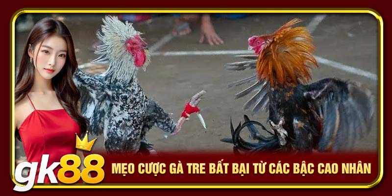 Mẹo cược gà tre bất bại từ các bậc cao nhân