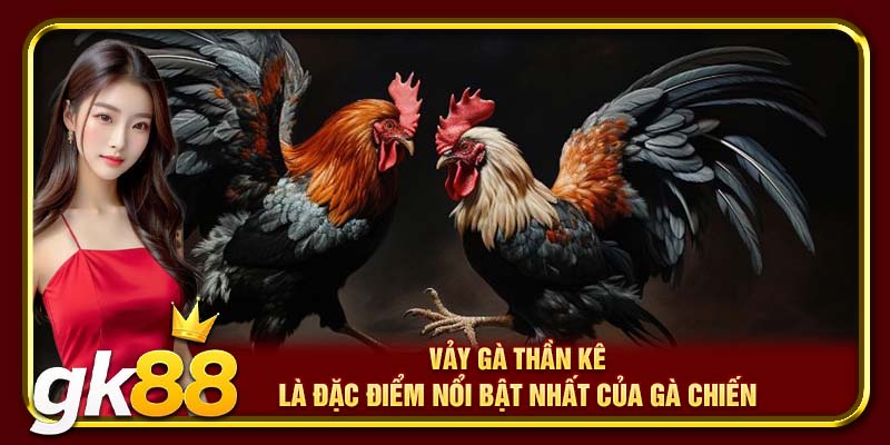Vảy gà thần kê là đặc điểm nổi bật nhất của gà chiến